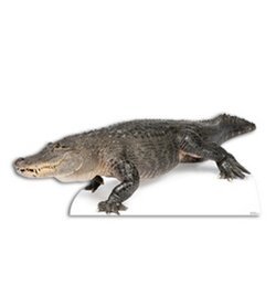 American Alligator Cardboard Cutout
