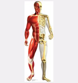 Anatomy Half Muscle Half Skeleton Cardboard Cutout