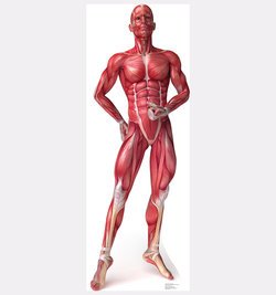 Anatomy Muscle System Cardboard Cutout
