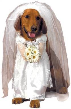Bride Dog Costume