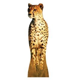 Cheetah Cardboard Cutout