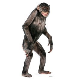 Chimpanzee Cardboard Cutout