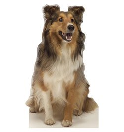 Collie Dog Cardboard Cutout