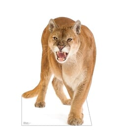Cougar Cardboard Cutout