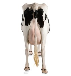 Cow's Rear Cardboard Cutout