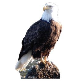 Eagle Cardboard Cutout