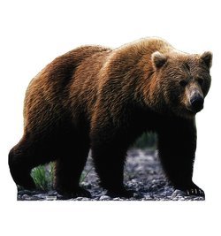 Grizzly Bear Cardboard Cutout