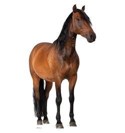 Horse Cardboard Cutout