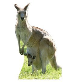 Kangaroo Cardboard Cutout