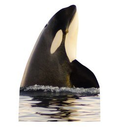 Killer Whale Cardboard Cutout