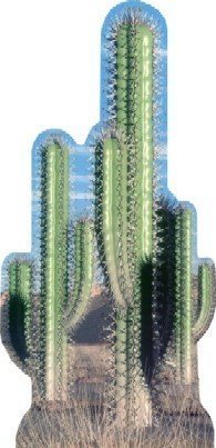 Life Size Cactus Standee - Group