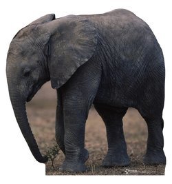 Life Size Elephant Standee