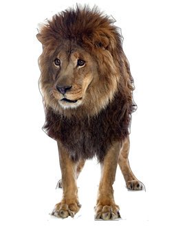 Life Size Lion Standee with Sounds