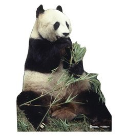 Panda Bear Cardboard Cutout