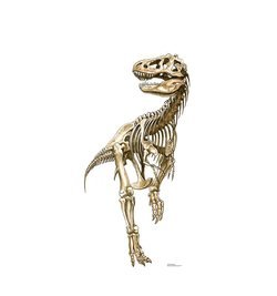 Tyrannosaurus Rex Skeleton Cardboard Cutout