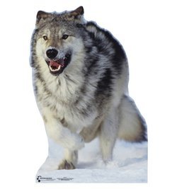 Wolf Cardboard Cutout