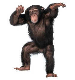 Young Chimpanzee Cardboard Cutout