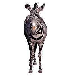 Zebra Cardboard Cutout