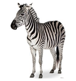 Zebra Cardboard Standee